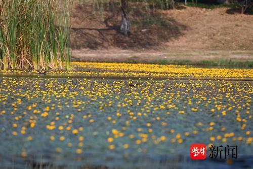 南京琵琶湖“醉”美初秋，荇菜花开入画来