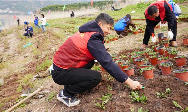 丰都车前、疏花水柏枝回归大自然