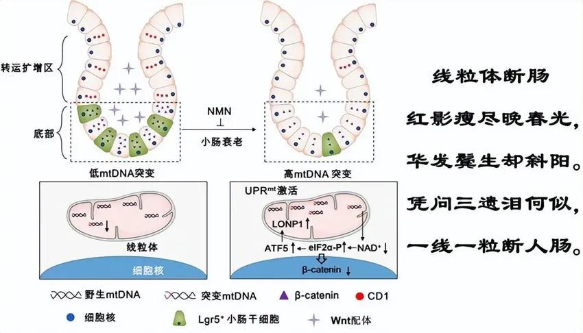 科学家发现小肠衰老两大标志物，有望打造新型候选药物