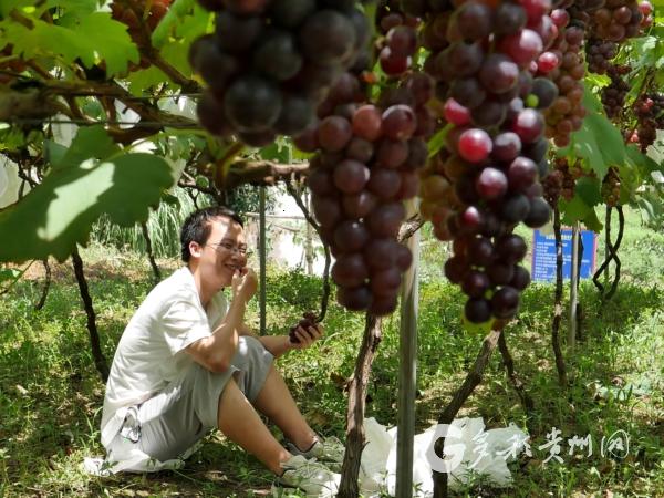 “萄里萄气”！赤水夏日甜蜜等你来！