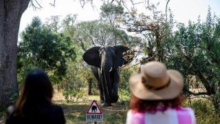 南非：近距离拍摄大象 一名西班牙游客被踩死