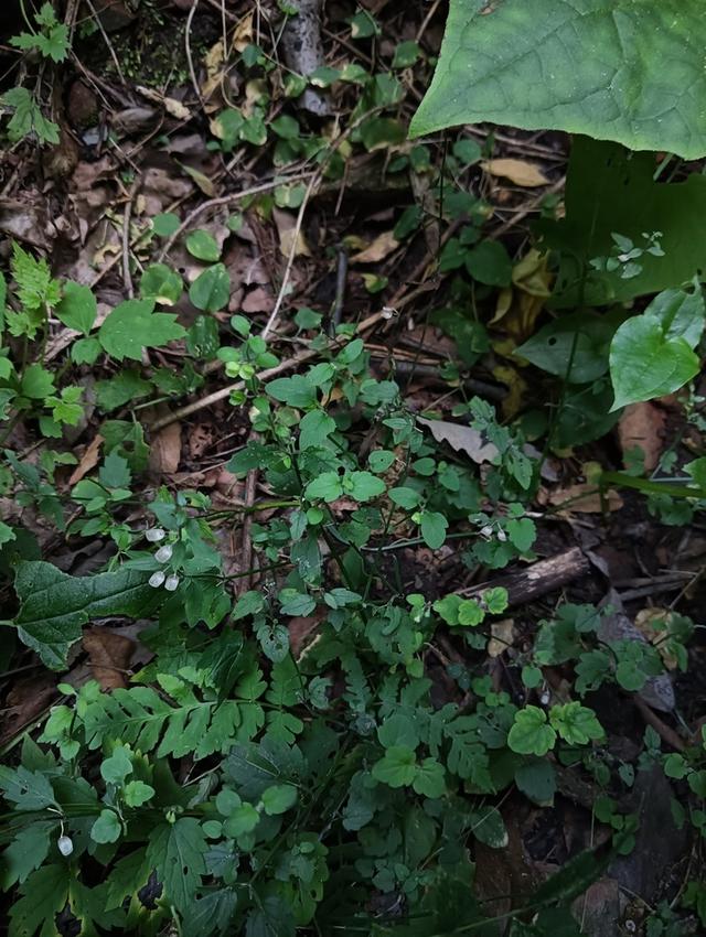 珍稀物种山西黄芩再次被发现